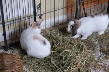 DSCF0397 lower res.JPG