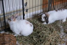 DSCF0396 lower res.JPG