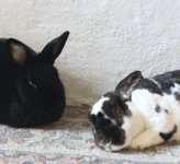 Screenshot 2025-07-10 at 15.30.02.jpeg