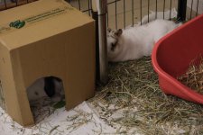 DSCF0408 low res.JPG