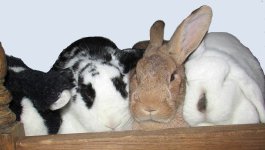 buns.jpg