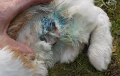 Dotty Verletzung1 15-11-2025.JPG