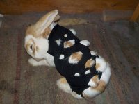 Dotty Verletzung2 15-11-2025.JPG