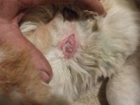 Dotty Verletzung3 27-11-2025.JPG