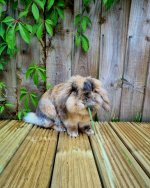 Screenshot_20241027_081250_WhatsApp.jpg Screenshot_20241027_081250_WhatsApp.jpg