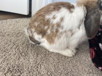 IMG_7719.jpeg