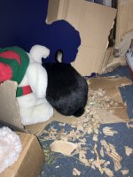 IMG_5599.jpeg