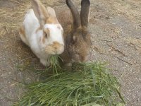 Dotty und Hansi 1 05-04-2026.JPG