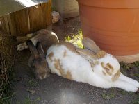 Dotty und Hansi 2 06-04-2026.JPG