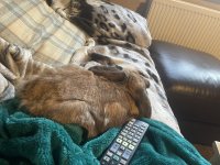IMG_2927.jpeg