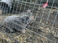IMG_1244.jpeg