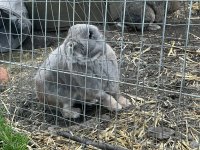 IMG_1246.jpeg