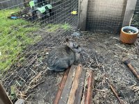 IMG_0071.jpeg
