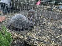 IMG_1242.jpeg