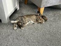 IMG_1204.jpeg