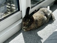 IMG_1168.jpeg