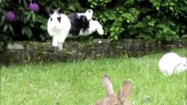 flying mousey.png