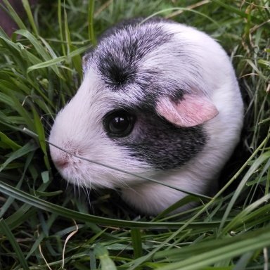 Infacol for best sale guinea pigs