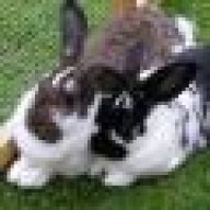 Rabbit licked Xeno 450 Spot On | Rabbits United