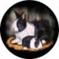 petparadise123