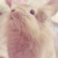 rabbit9091