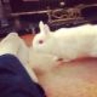 DwarfBuns