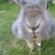 hoppy bunny