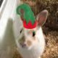 SandyBunny
