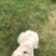 Shauniex