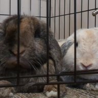 mandy_2lops