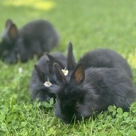 Ashsbunnies9
