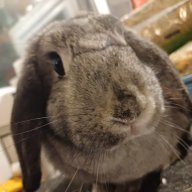 LazloTheBunny