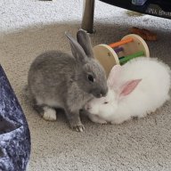 Becsbunnies