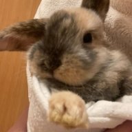 Bunnirabbitgirl