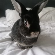 MoominBunny