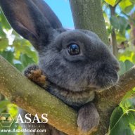 Happy Bunny 7