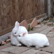 those2fluffs