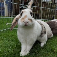 TinyHops