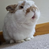 cottonees