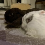 BunnySeasons