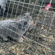 Sally&PabloBunny