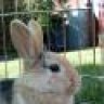 rabbitpal