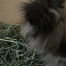 Stormybun