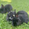Ashsbunnies9