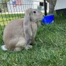 Sunnybun