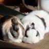 katbun