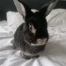 MoominBunny