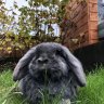 Pip.binky