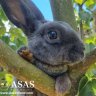 Happy Bunny 7