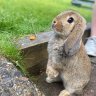 foleyrabbits